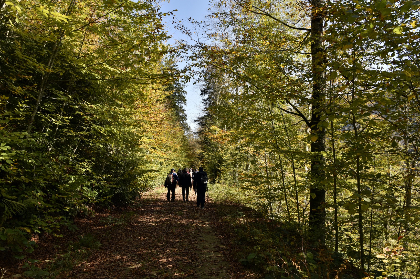 Görsel şöleni görmek için Örümcek Ormanlarına akın ettiler 20