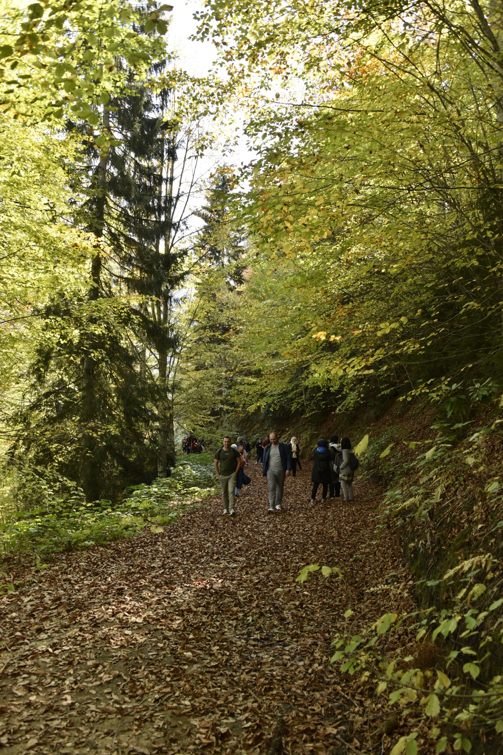 Görsel şöleni görmek için Örümcek Ormanlarına akın ettiler 6