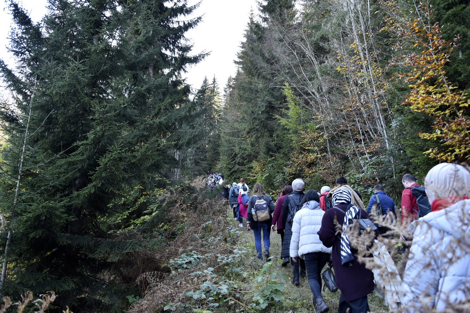 Görsel şöleni görmek için Örümcek Ormanlarına akın ettiler 15