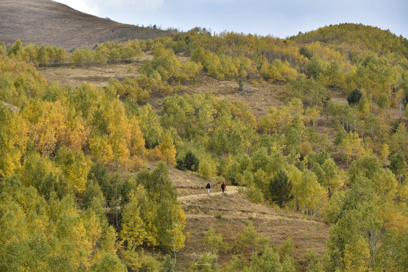 Sonbaharın büyüleyici renkleri Gümüşhane'yi sardı 73