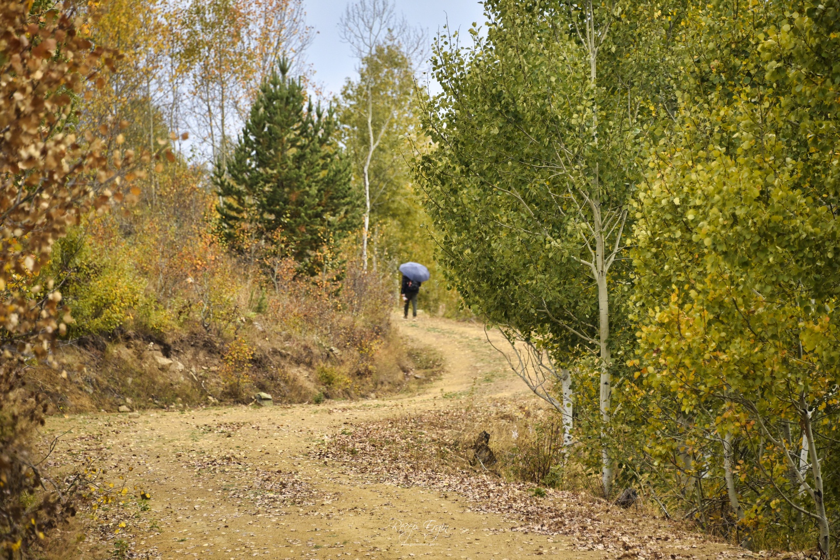 Sonbaharın büyüleyici renkleri Gümüşhane'yi sardı 79