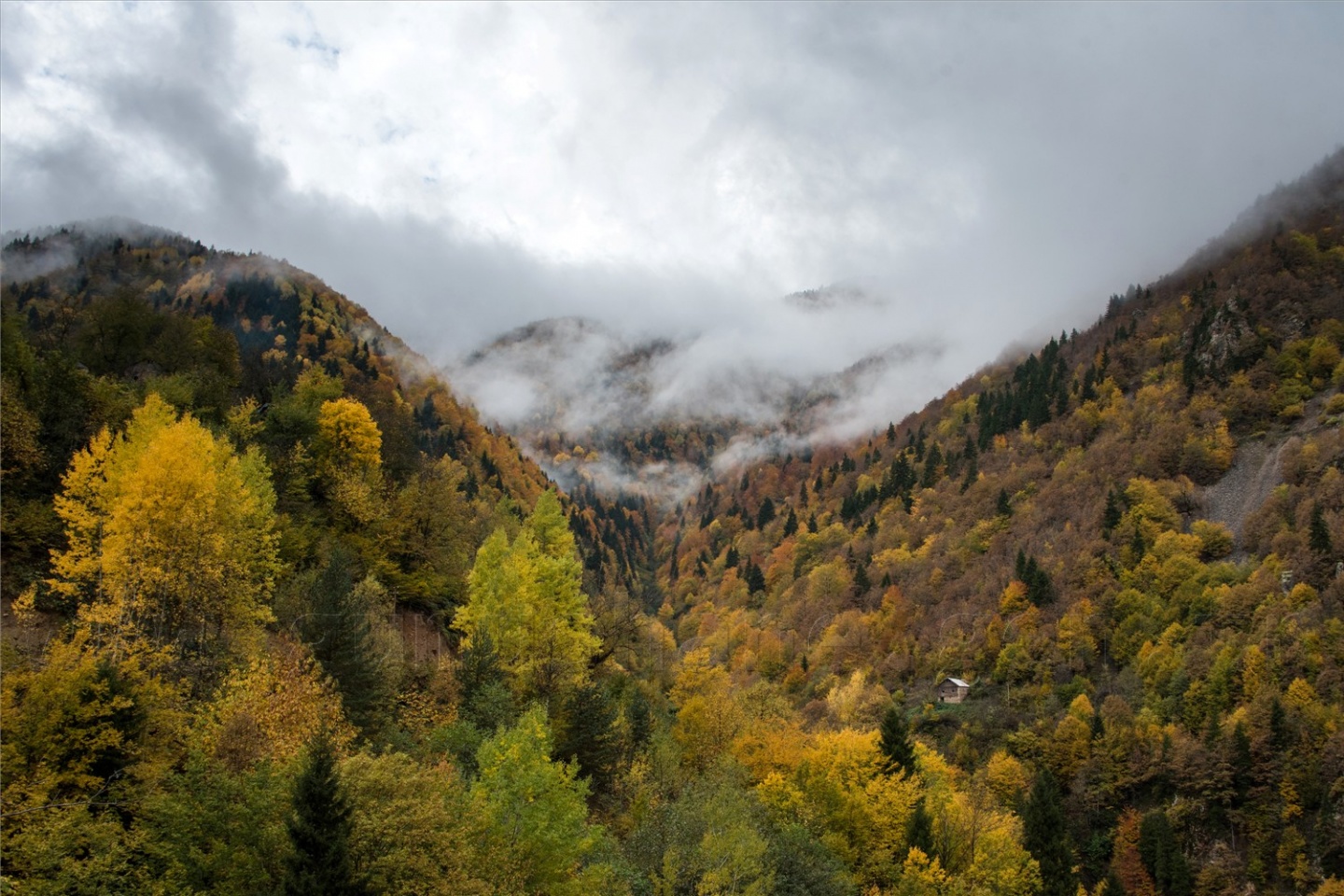 Örümcek Ormanları'ndan son 'bahar' manzaraları 2