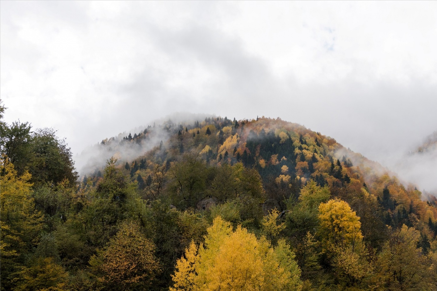 Örümcek Ormanları'ndan son 'bahar' manzaraları 5