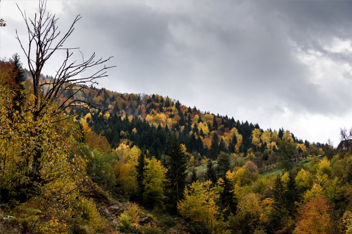 Örümcek Ormanları'ndan son 'bahar' manzaraları 6