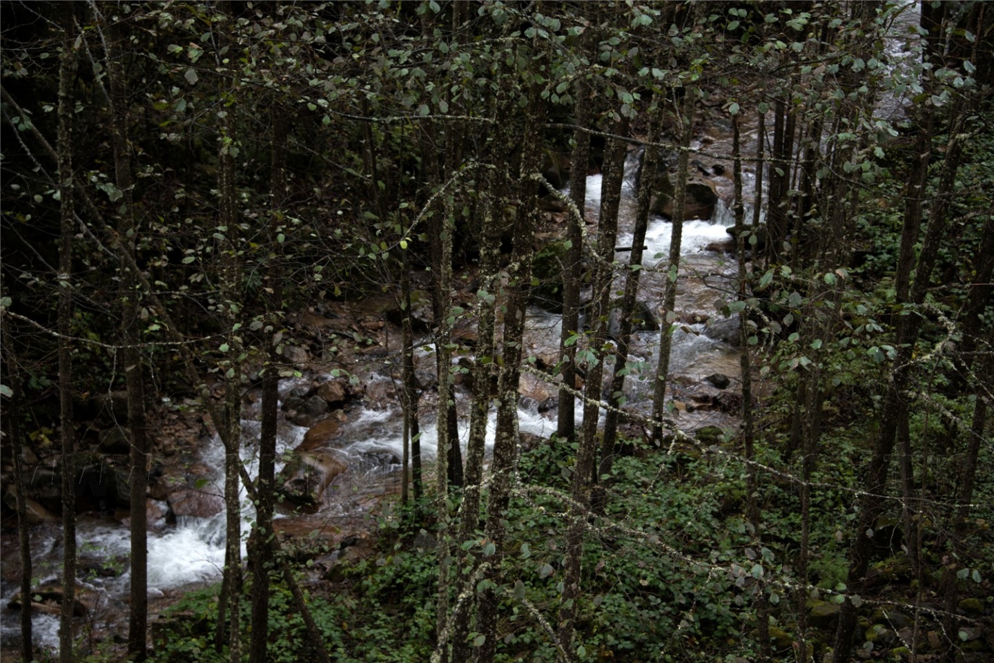 Örümcek Ormanları'ndan son 'bahar' manzaraları 18