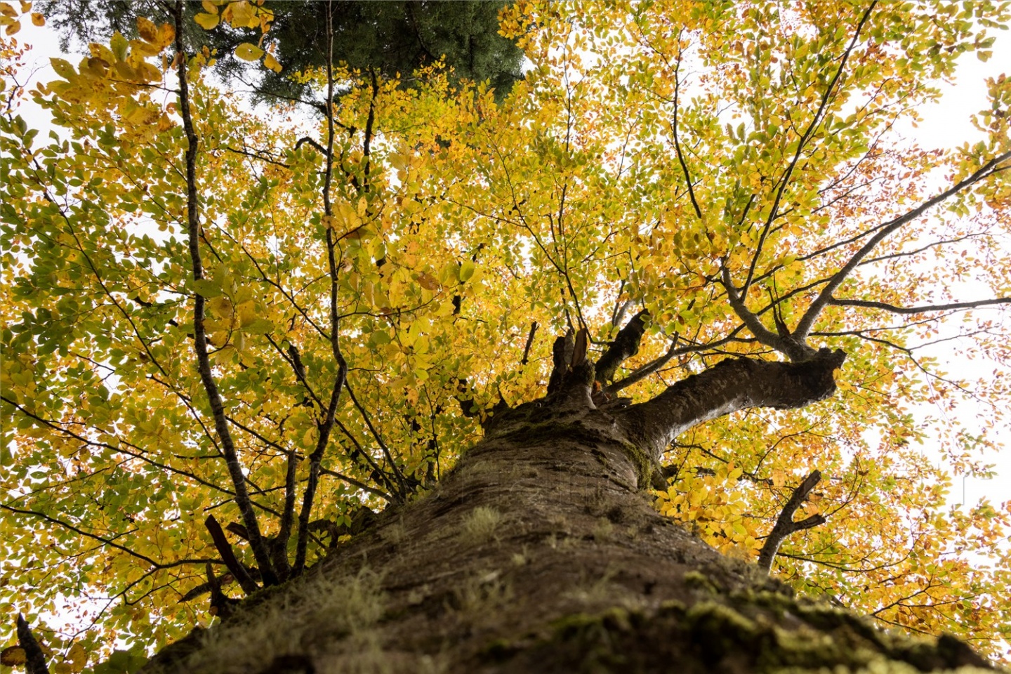 Örümcek Ormanları'ndan son 'bahar' manzaraları 14