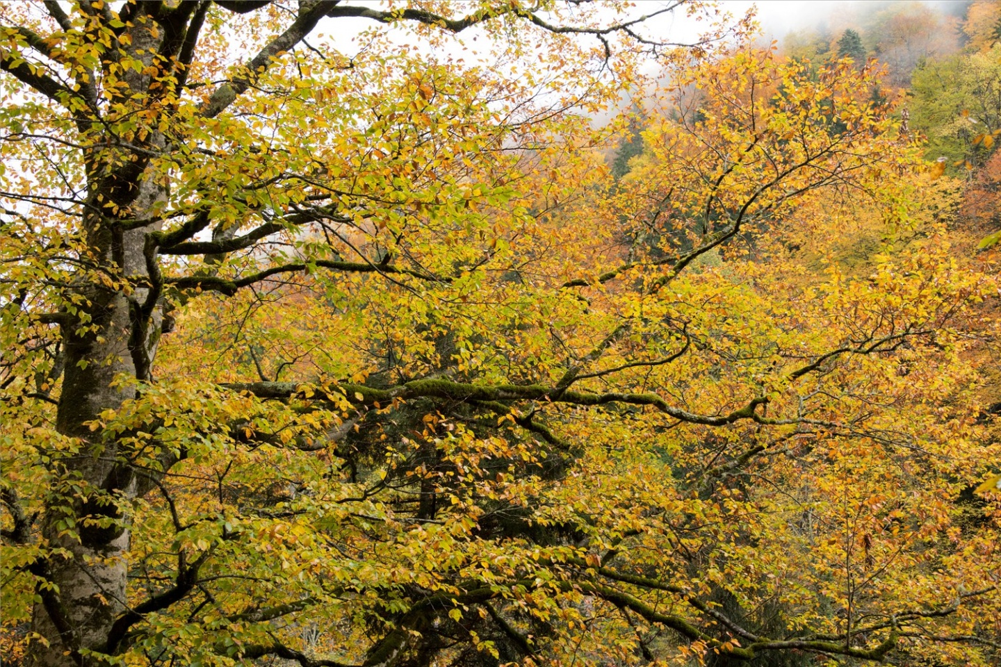 Örümcek Ormanları'ndan son 'bahar' manzaraları 10