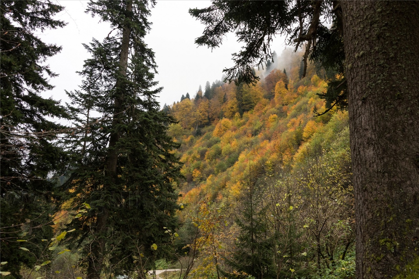 Örümcek Ormanları'ndan son 'bahar' manzaraları 11