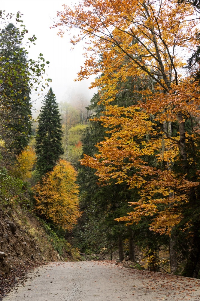 Örümcek Ormanları'ndan son 'bahar' manzaraları 8