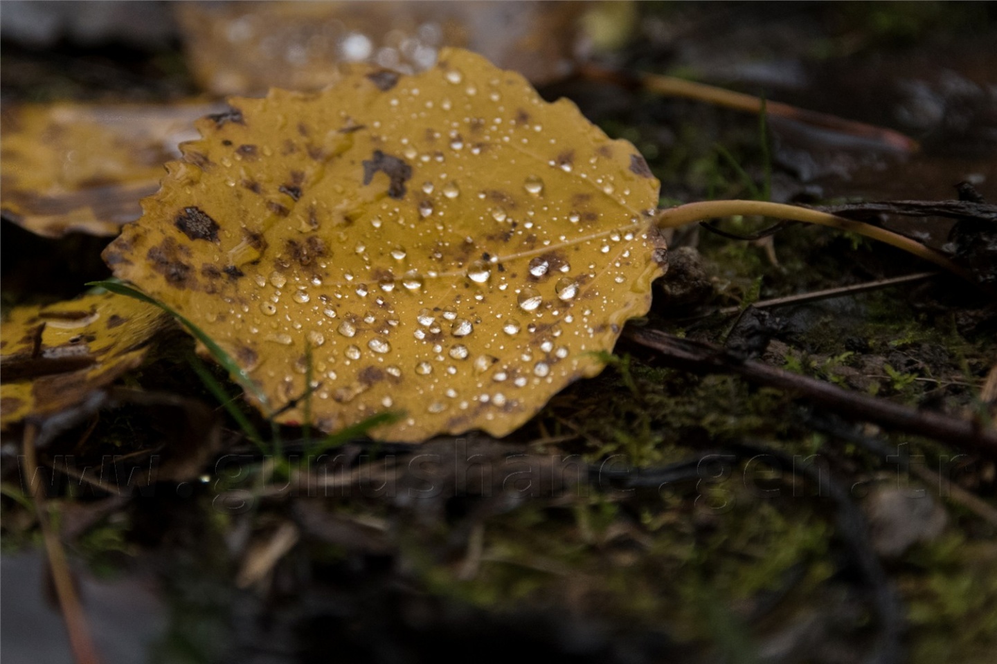 Örümcek Ormanları'ndan son 'bahar' manzaraları 16