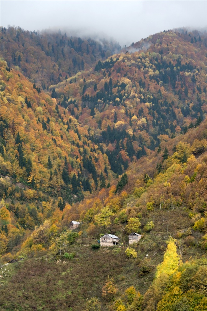 Örümcek Ormanları'ndan son 'bahar' manzaraları 15