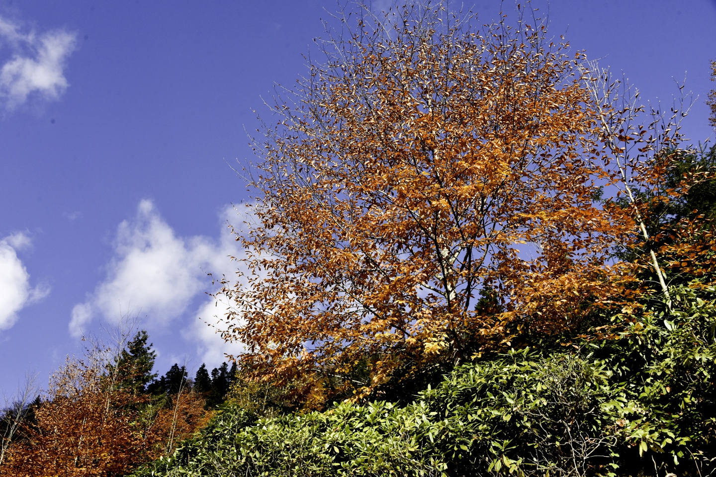 Gümüşhaneli dağcılardan en güzel sonbahar yürüyüşü 6