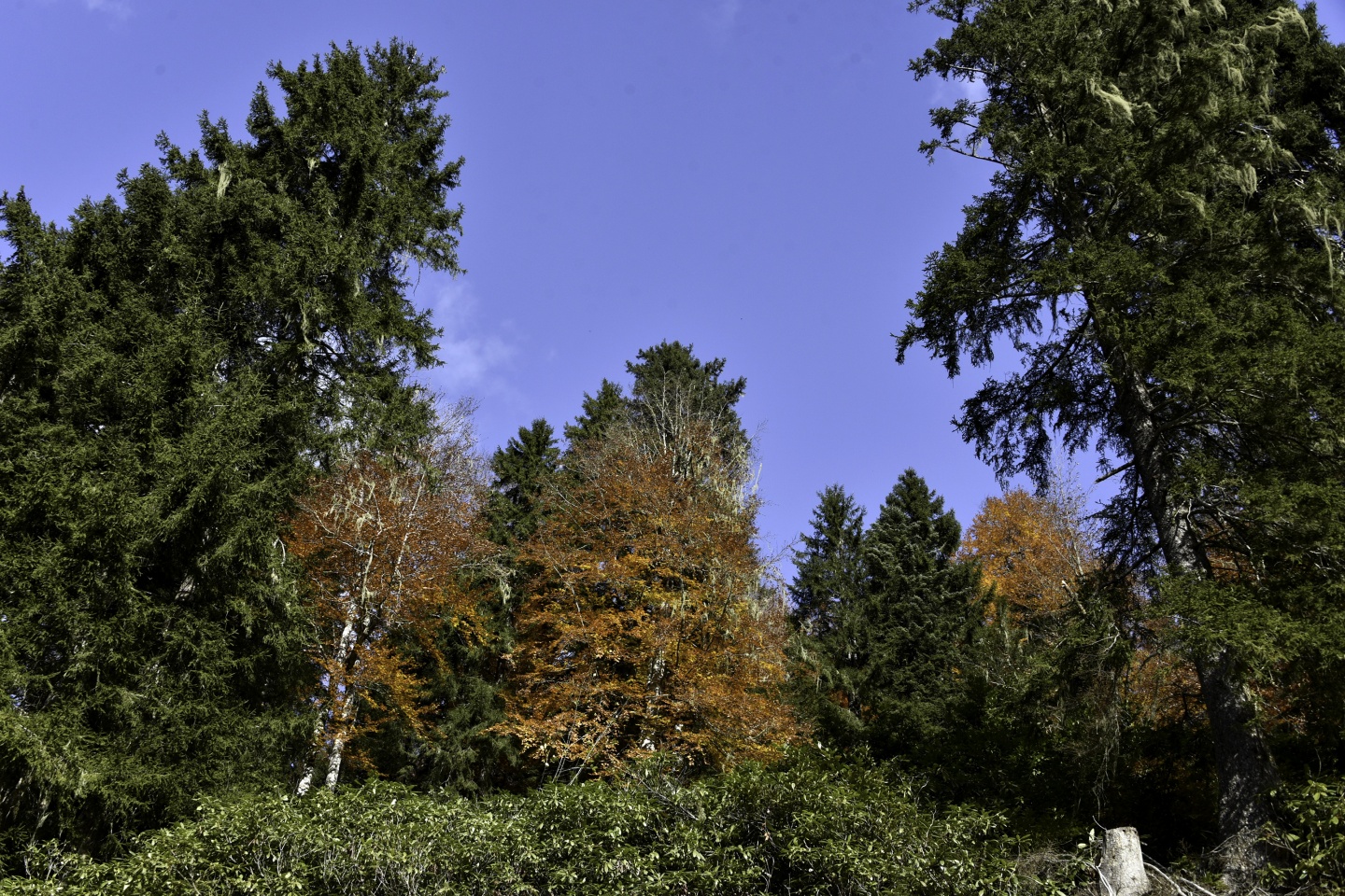 Gümüşhaneli dağcılardan en güzel sonbahar yürüyüşü 5