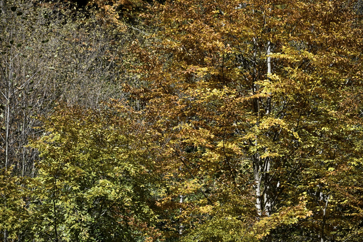 Gümüşhaneli dağcılardan en güzel sonbahar yürüyüşü 39
