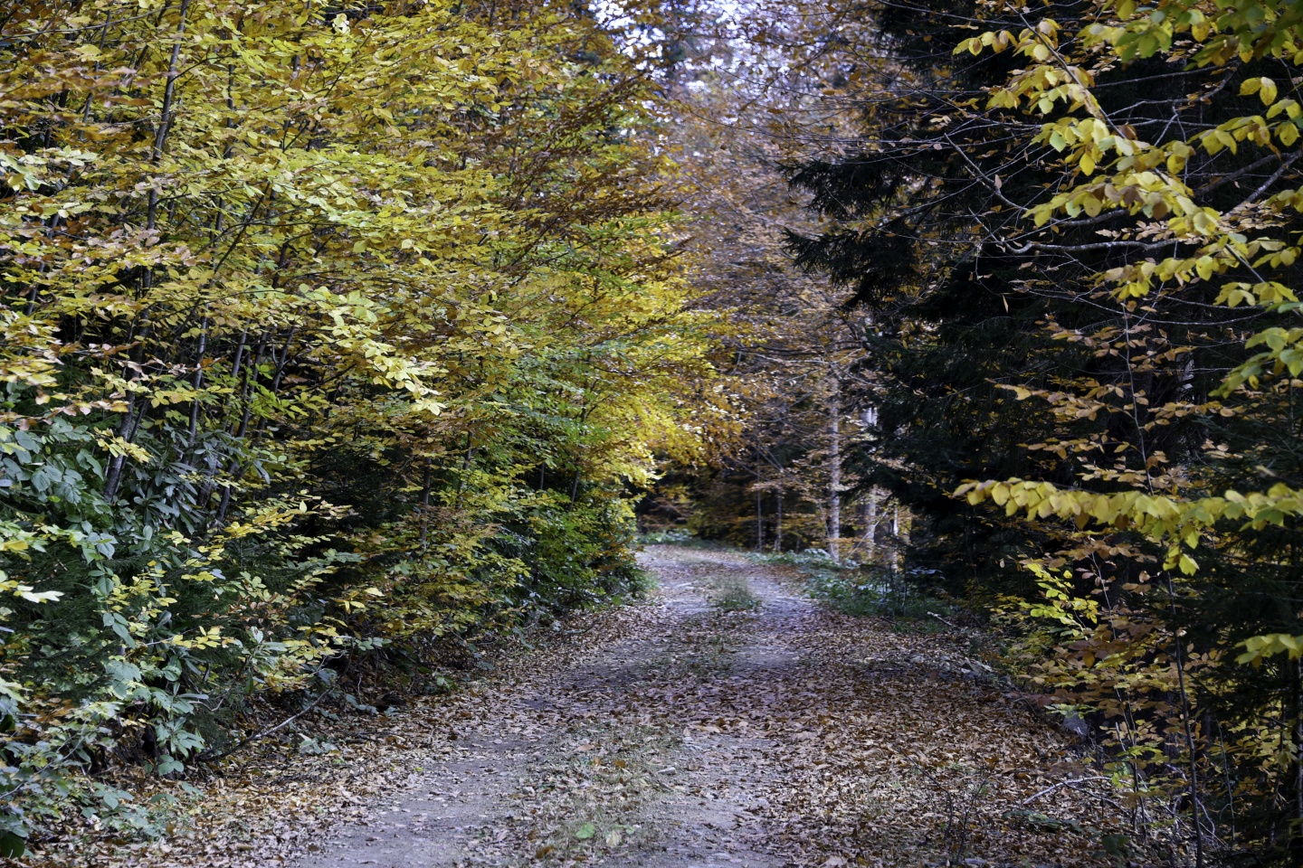 Gümüşhaneli dağcılardan en güzel sonbahar yürüyüşü 48