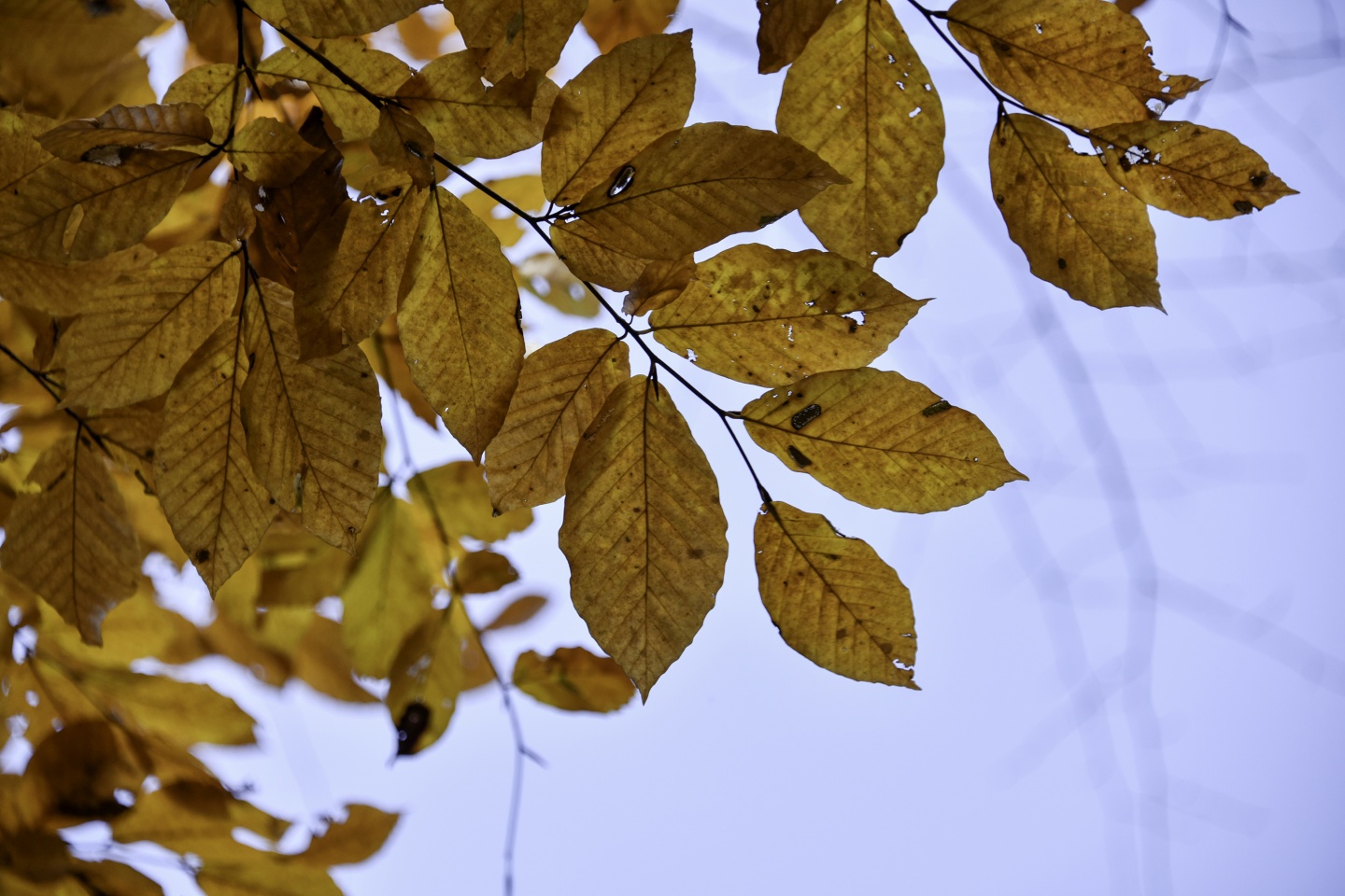 Gümüşhaneli dağcılardan en güzel sonbahar yürüyüşü 67