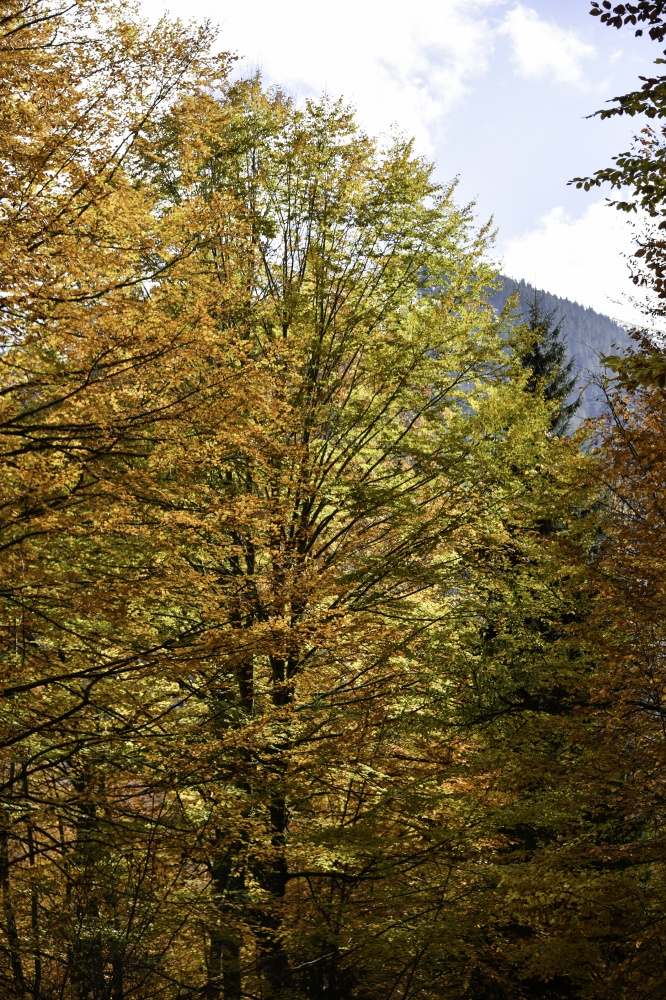Gümüşhaneli dağcılardan en güzel sonbahar yürüyüşü 68