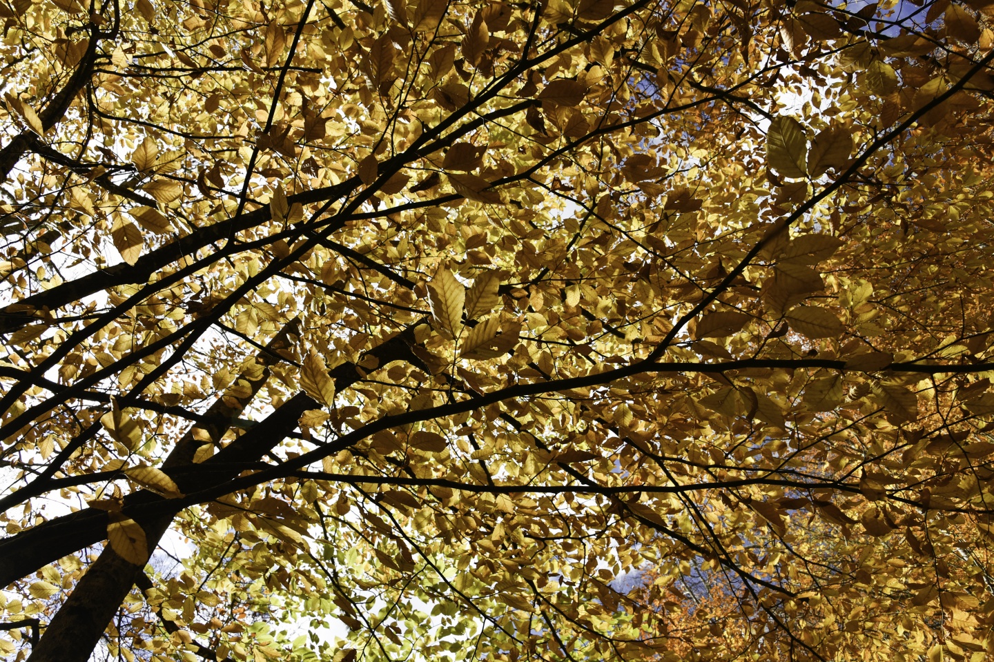 Gümüşhaneli dağcılardan en güzel sonbahar yürüyüşü 89