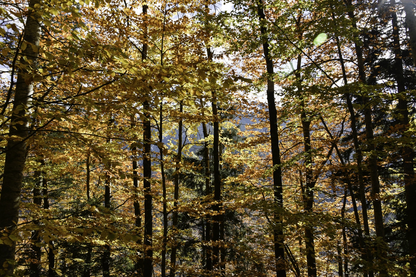 Gümüşhaneli dağcılardan en güzel sonbahar yürüyüşü 70