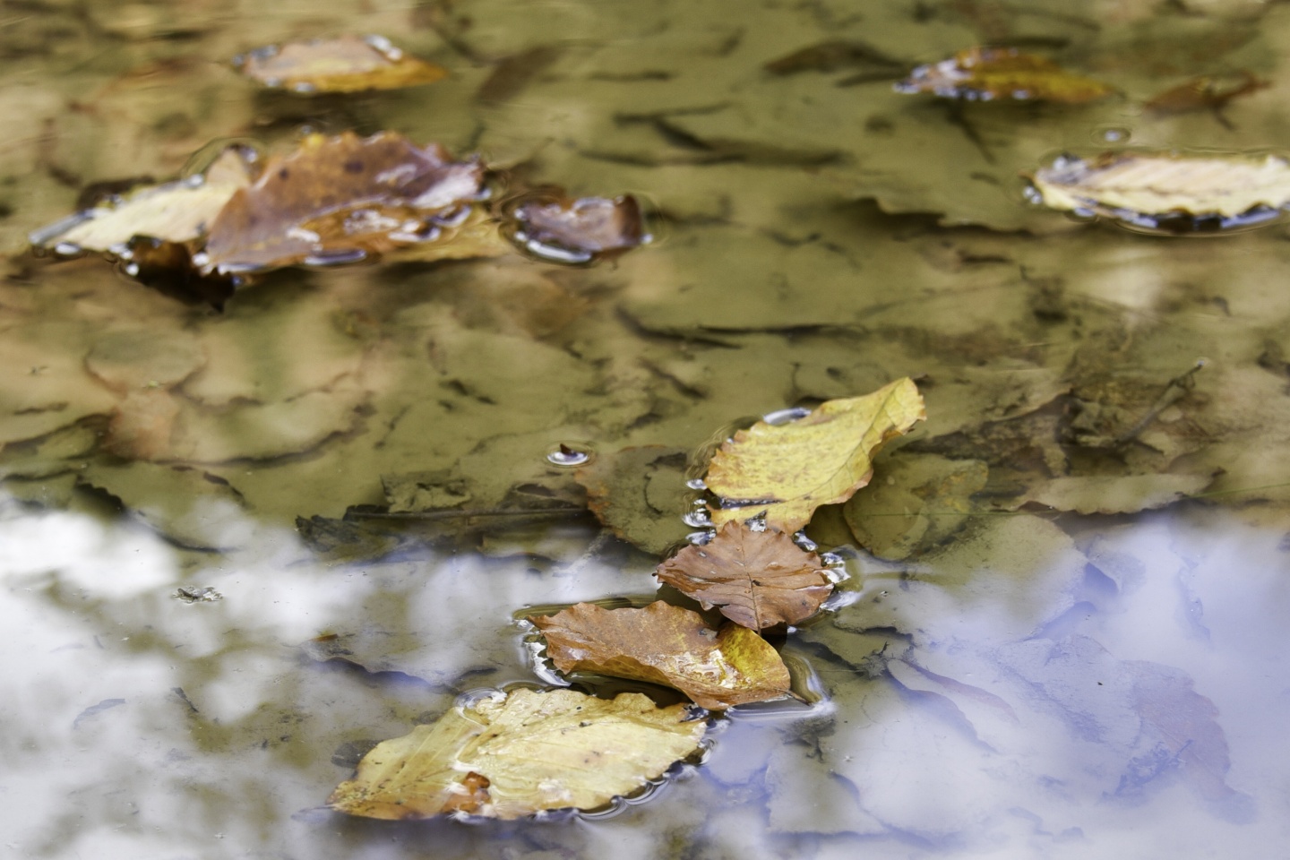 Gümüşhaneli dağcılardan en güzel sonbahar yürüyüşü 84