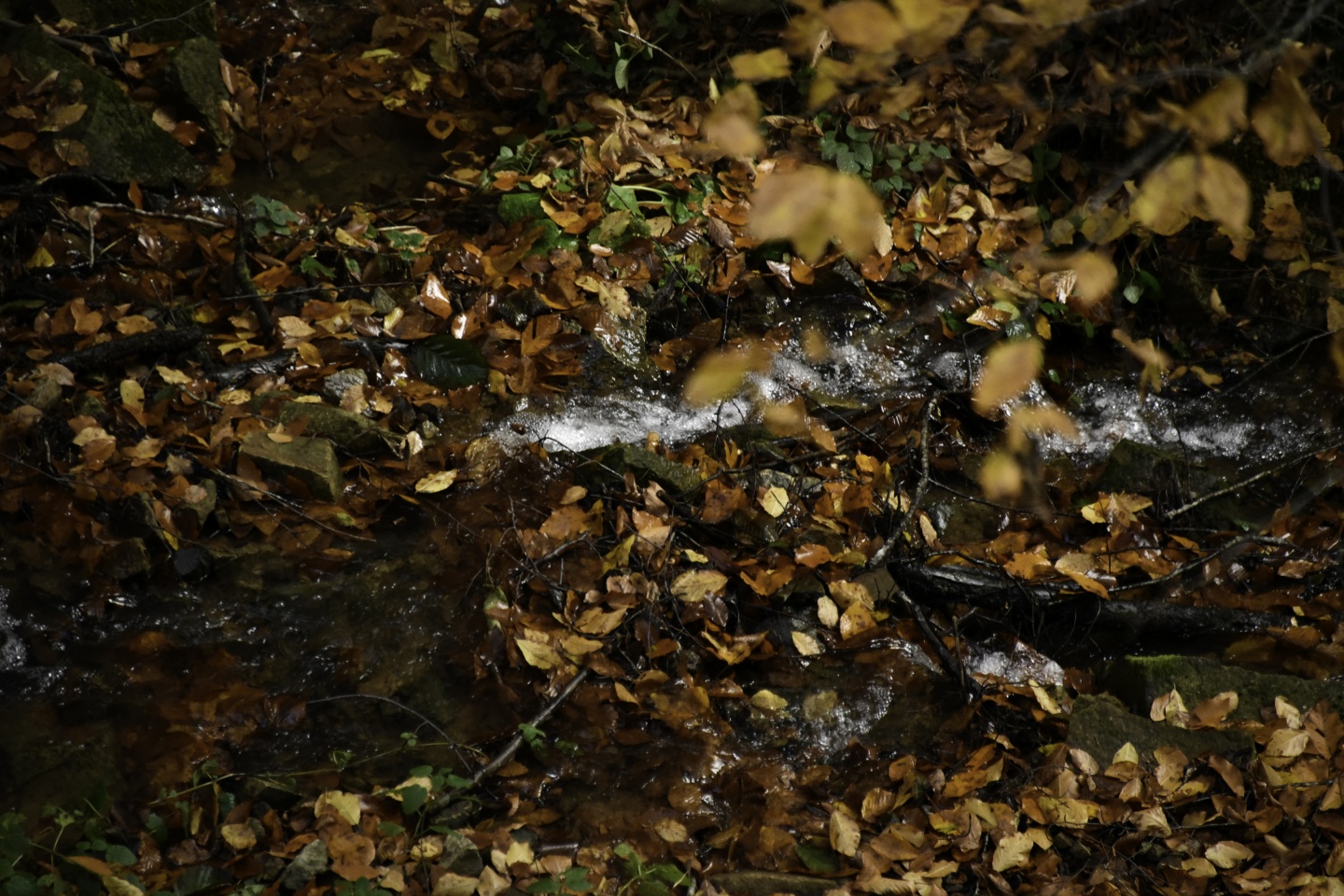 Gümüşhaneli dağcılardan en güzel sonbahar yürüyüşü 80