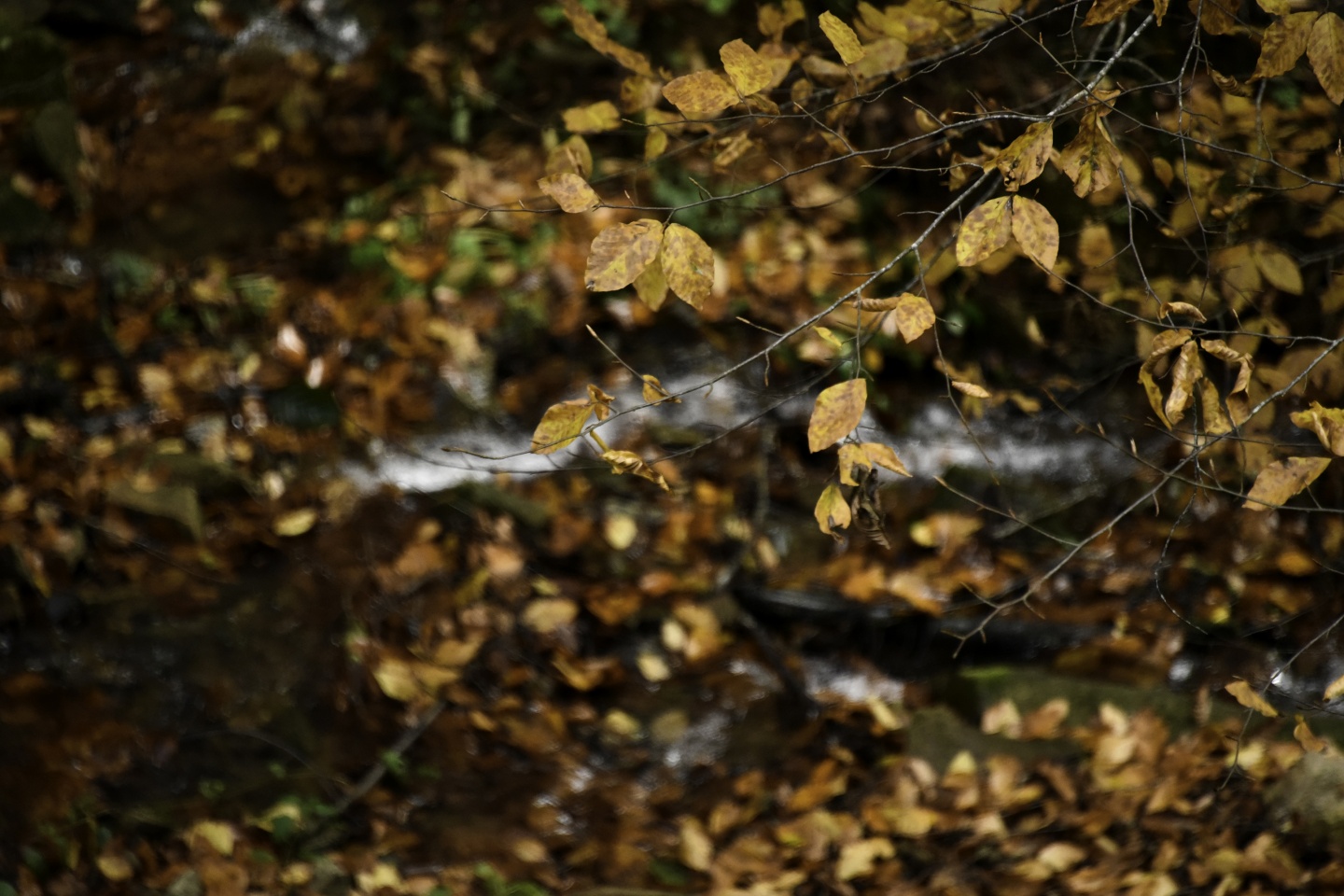 Gümüşhaneli dağcılardan en güzel sonbahar yürüyüşü 15