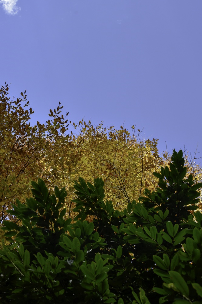 Gümüşhaneli dağcılardan en güzel sonbahar yürüyüşü 9