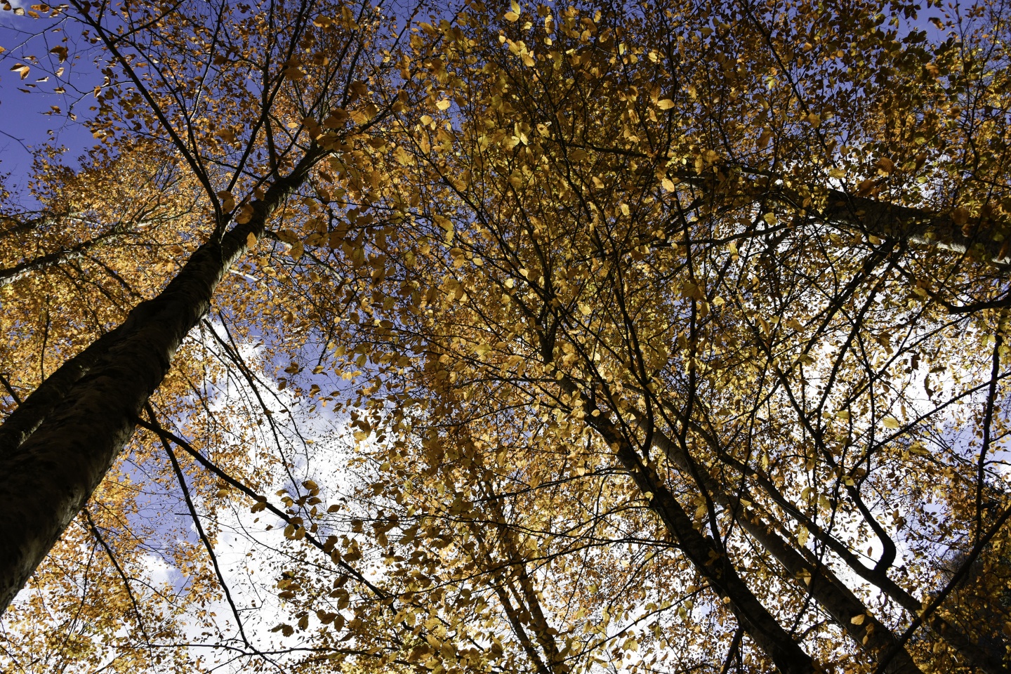 Gümüşhaneli dağcılardan en güzel sonbahar yürüyüşü 50