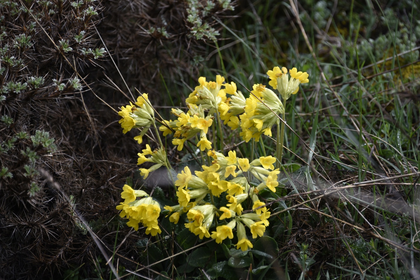 Gümüşhaneli dağcılardan tarih ve doğa içerikli yürüyüş 13