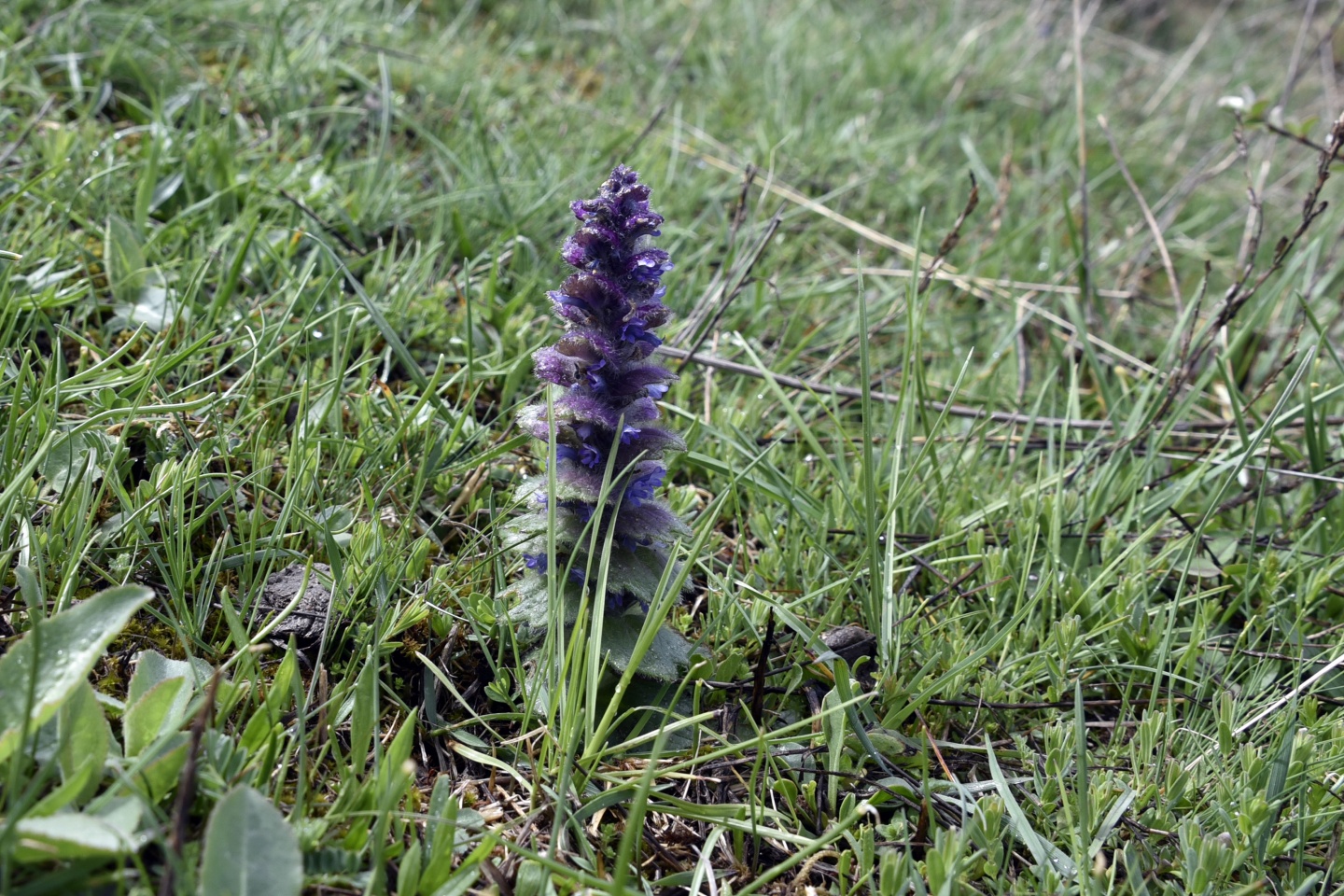 Gümüşhaneli dağcılardan tarih ve doğa içerikli yürüyüş 26