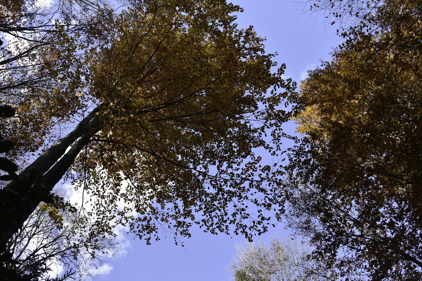 Gümüşhaneli dağcılardan en güzel sonbahar yürüyüşü 16