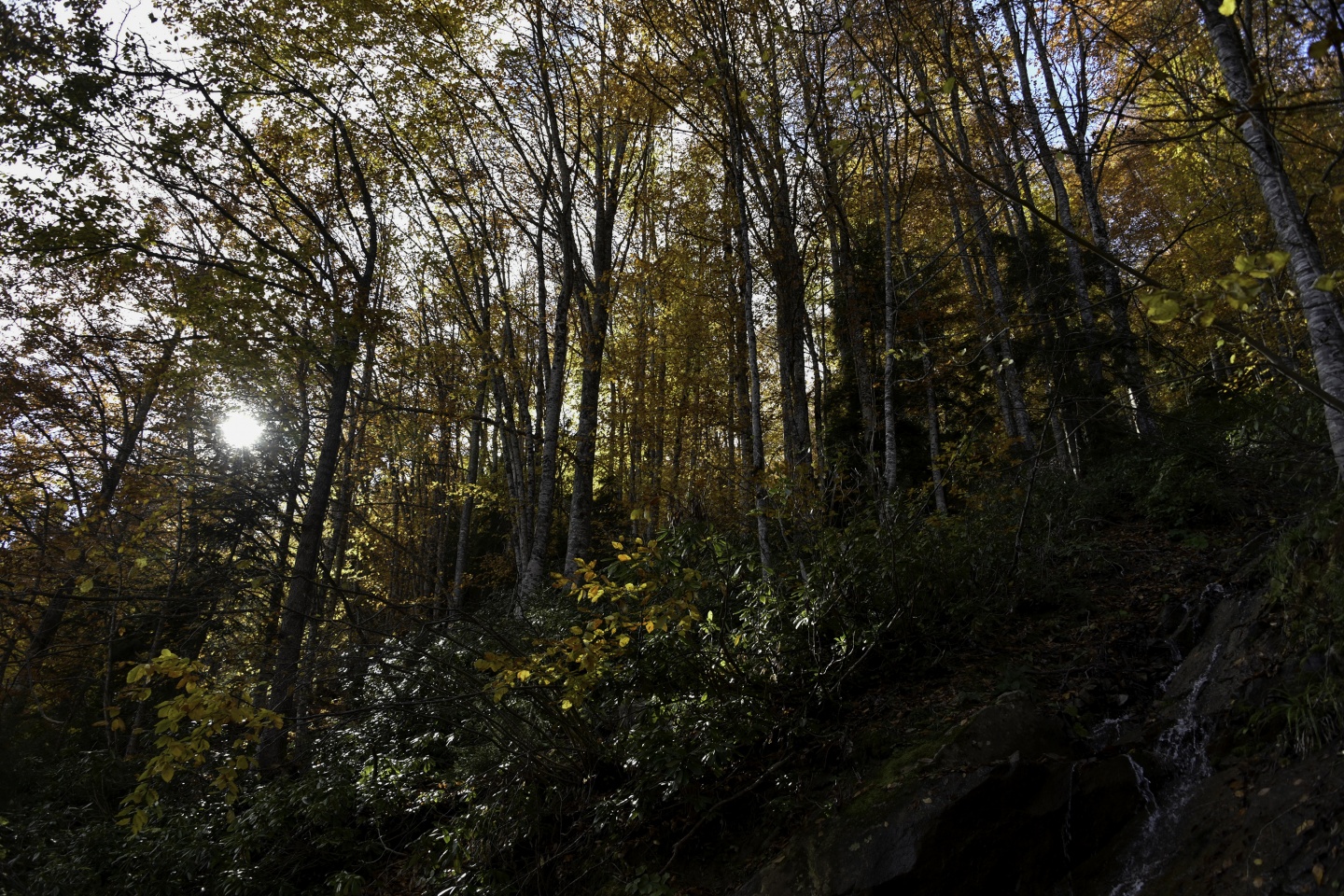 Gümüşhaneli dağcılardan en güzel sonbahar yürüyüşü 17