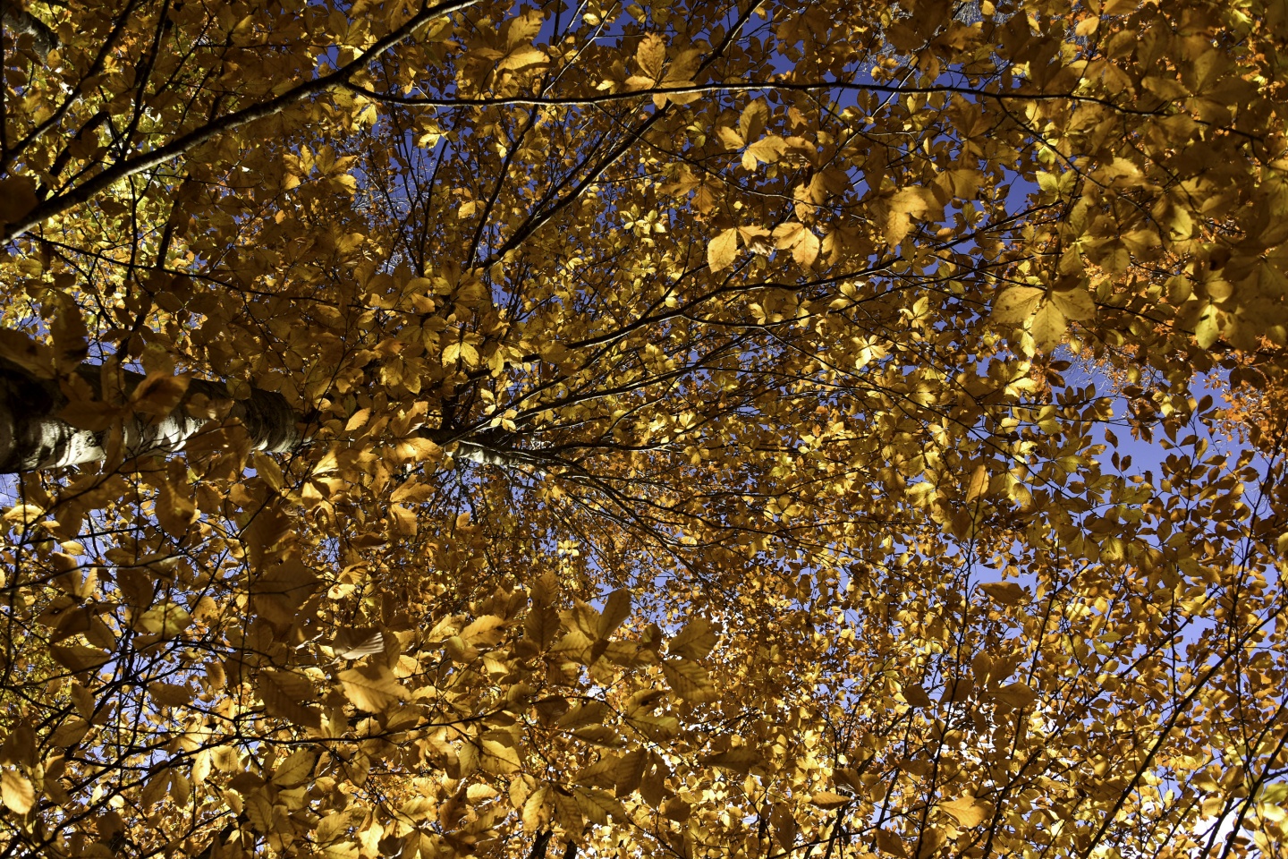 Gümüşhaneli dağcılardan en güzel sonbahar yürüyüşü 41