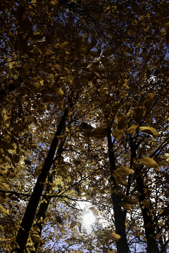 Gümüşhaneli dağcılardan en güzel sonbahar yürüyüşü 97