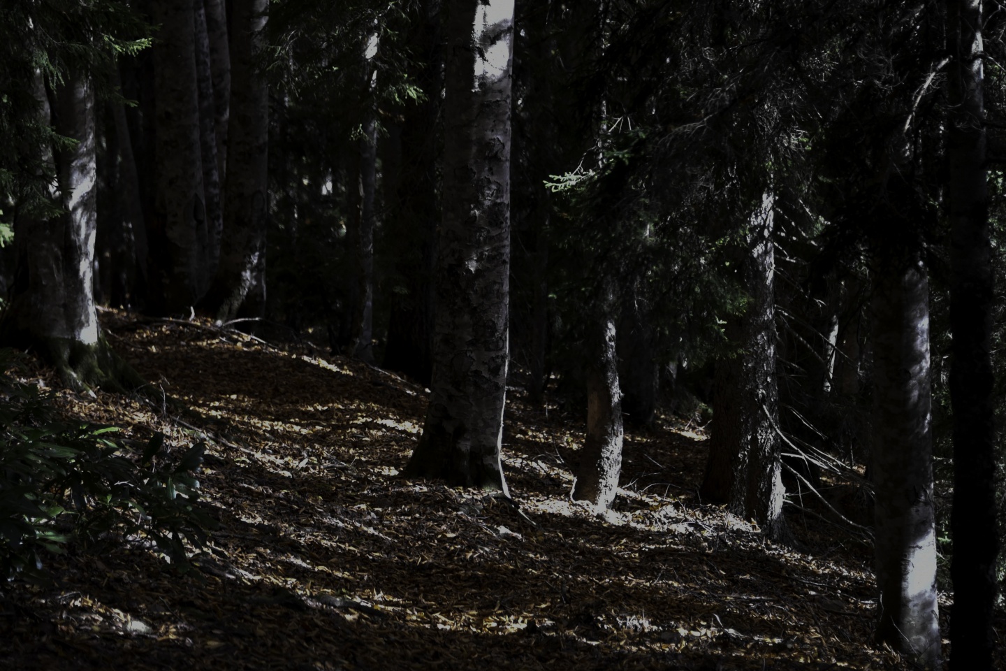 Gümüşhaneli dağcılardan en güzel sonbahar yürüyüşü 98