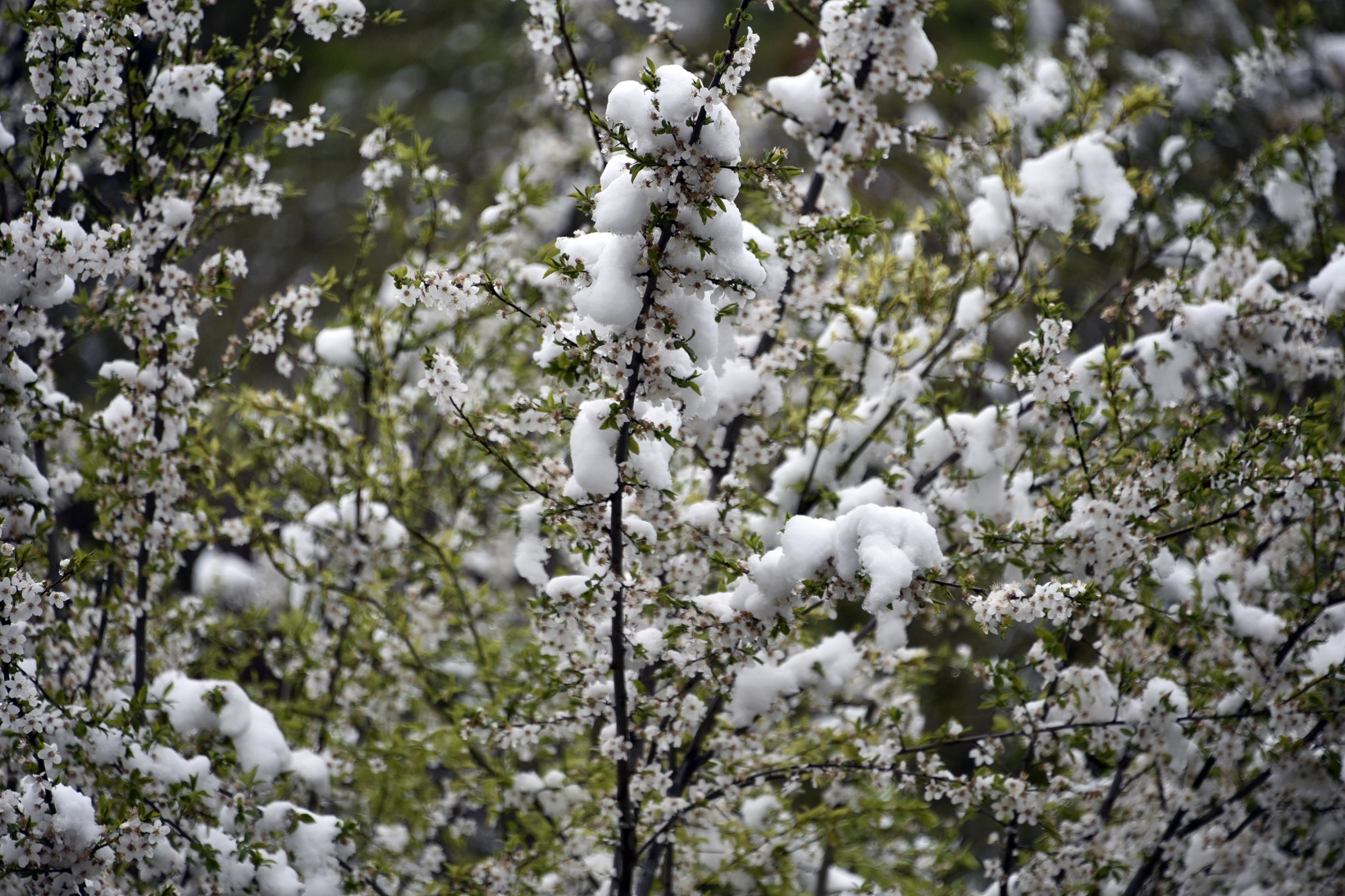 Gümüşhane’de kar yağışı zirai don tehlikesini de beraberinde getirdi 3