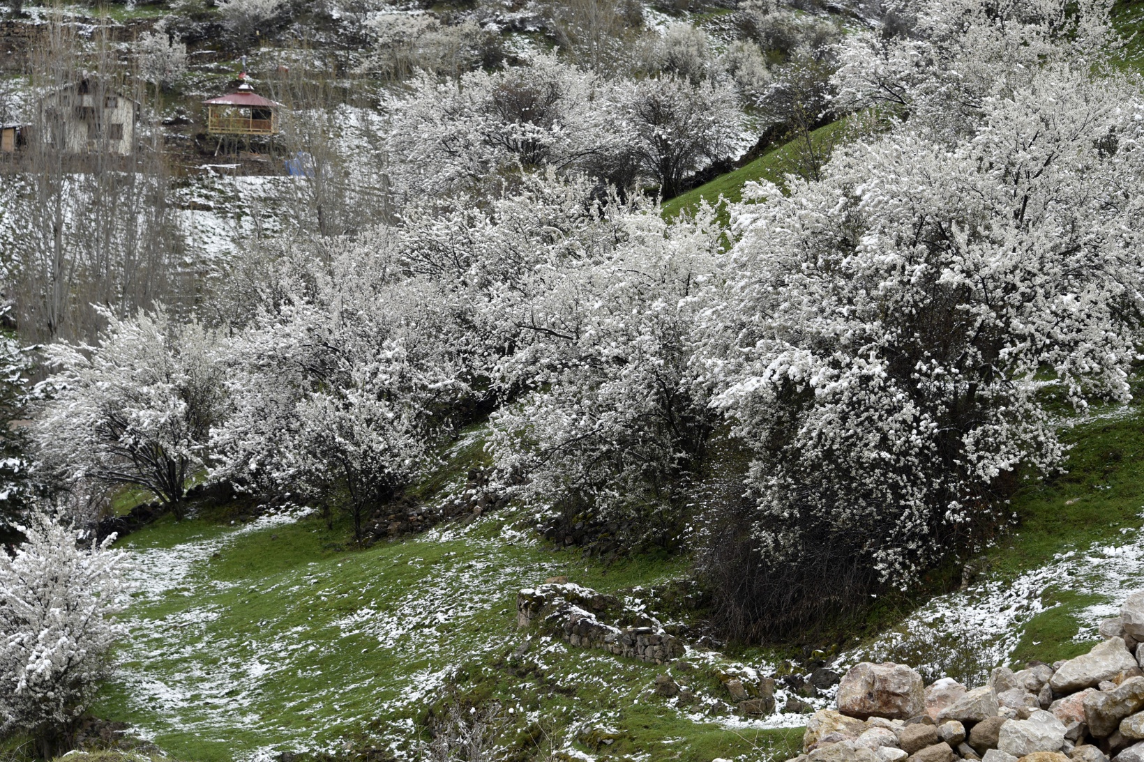 Gümüşhane’de kar yağışı zirai don tehlikesini de beraberinde getirdi 27