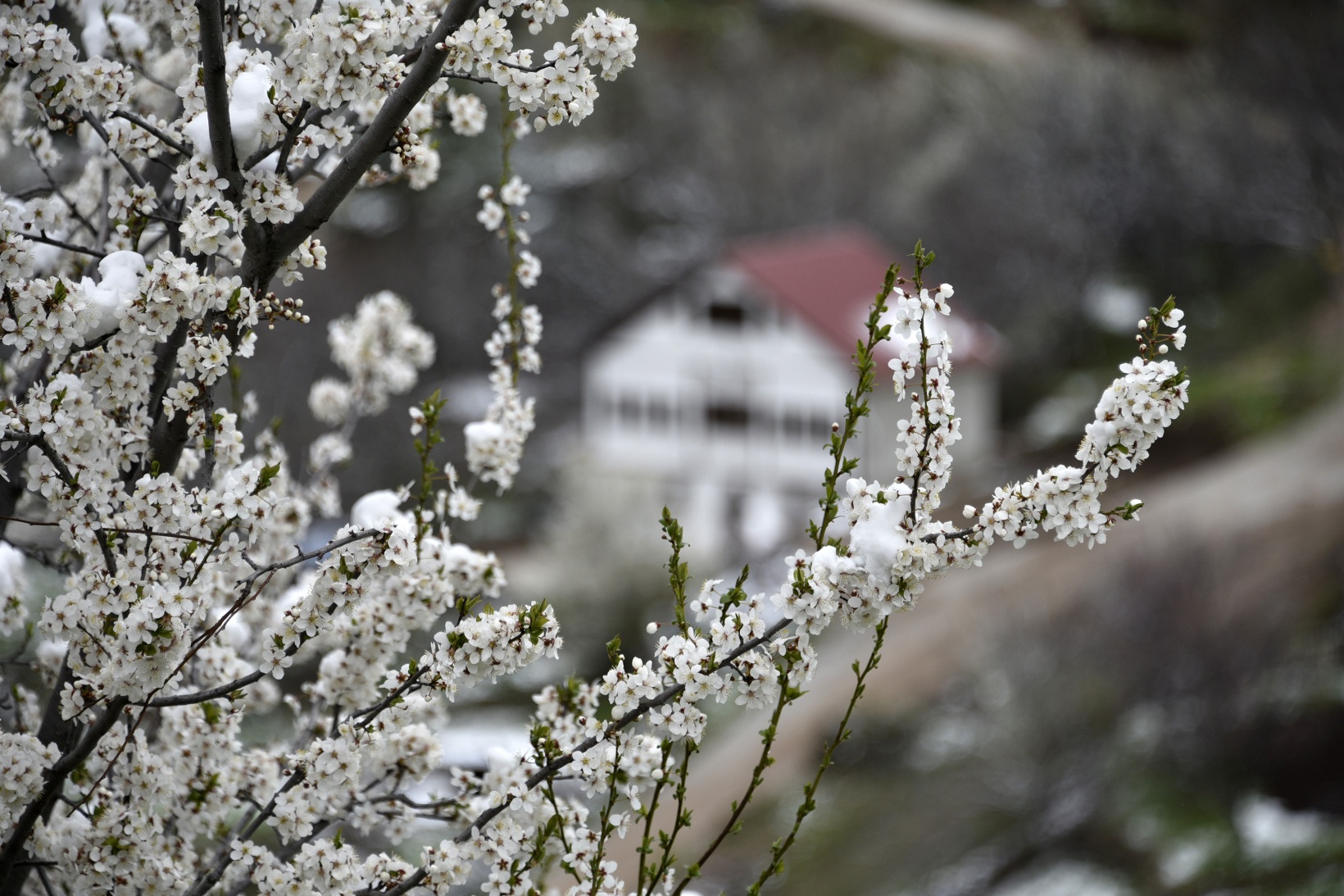 Gümüşhane’de kar yağışı zirai don tehlikesini de beraberinde getirdi 2