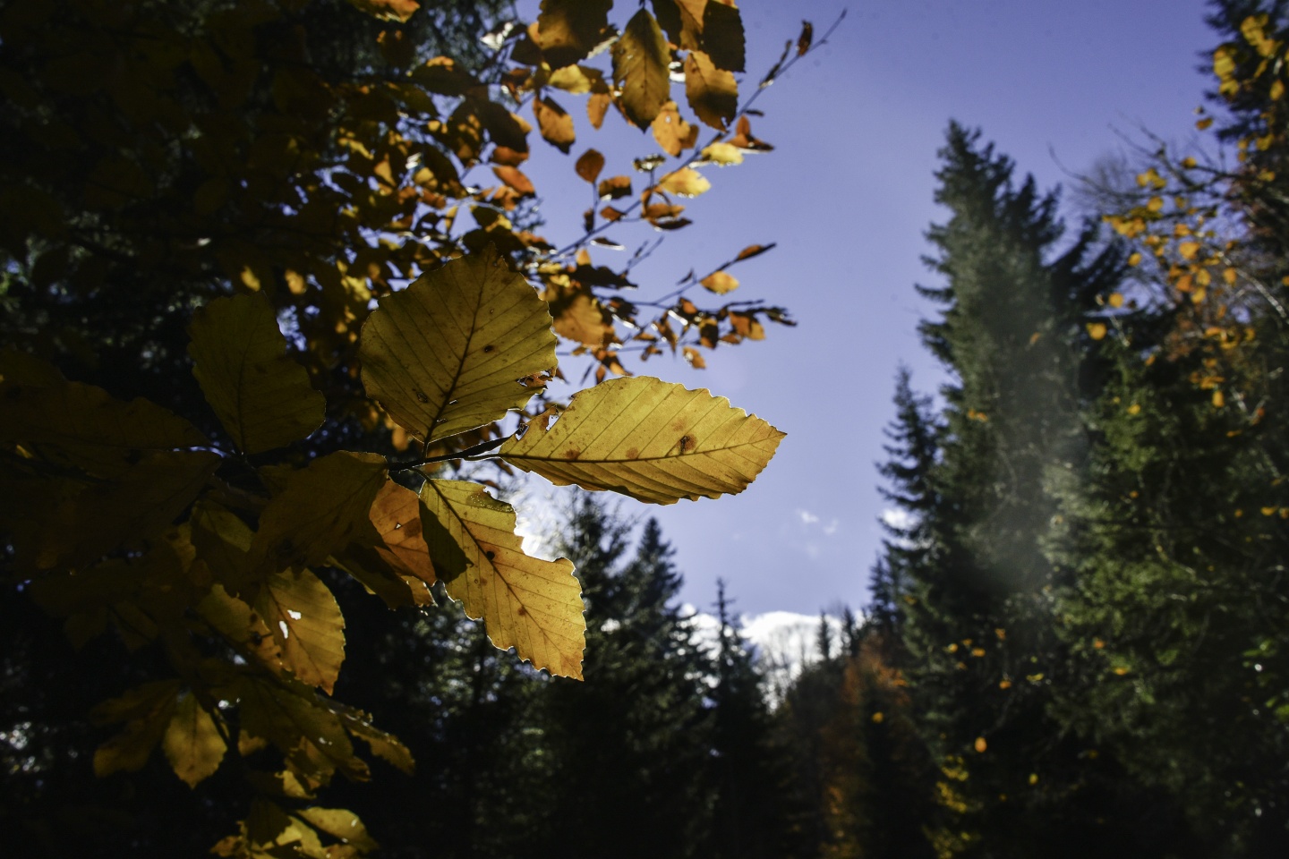 Gümüşhaneli dağcılardan en güzel sonbahar yürüyüşü 13