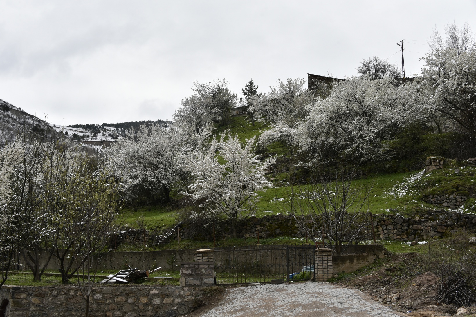 Gümüşhane’de kar yağışı zirai don tehlikesini de beraberinde getirdi 15