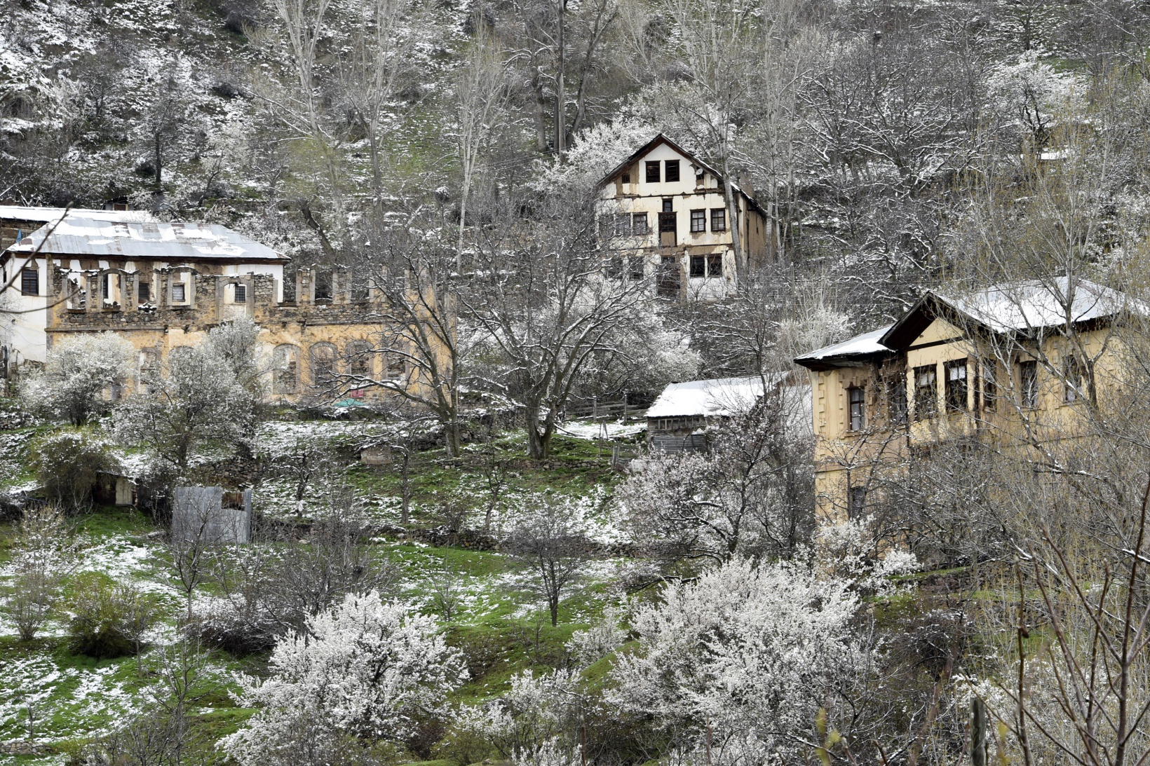 Gümüşhane’de kar yağışı zirai don tehlikesini de beraberinde getirdi 24
