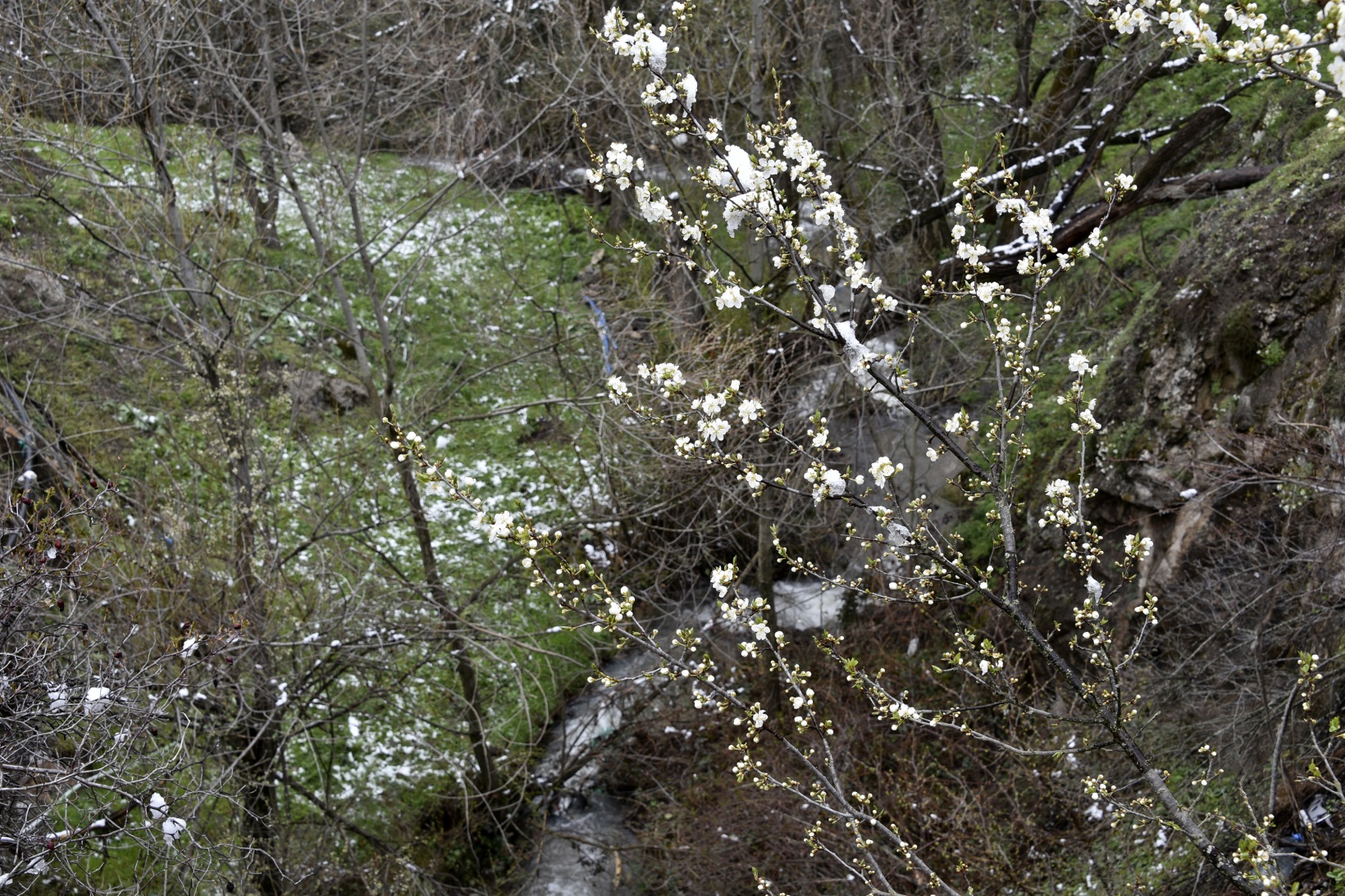 Gümüşhane’de kar yağışı zirai don tehlikesini de beraberinde getirdi 12