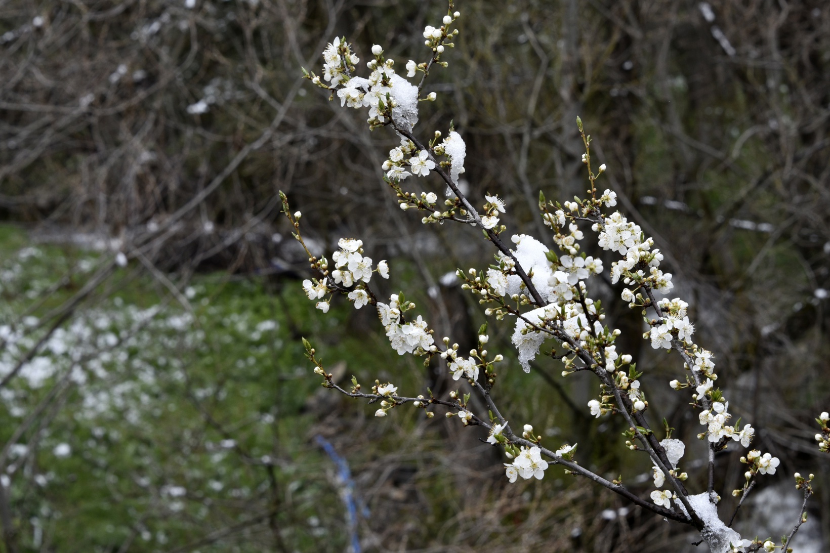 Gümüşhane’de kar yağışı zirai don tehlikesini de beraberinde getirdi 1