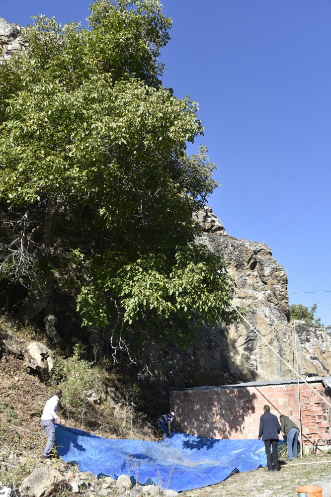 Gümüşhane’de ceviz hasadı tamamlanmak üzere 3