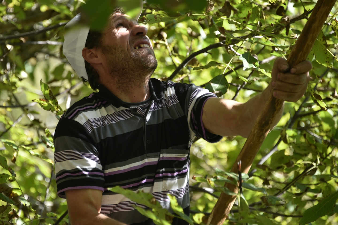 Gümüşhane’de ceviz hasadı tamamlanmak üzere 2