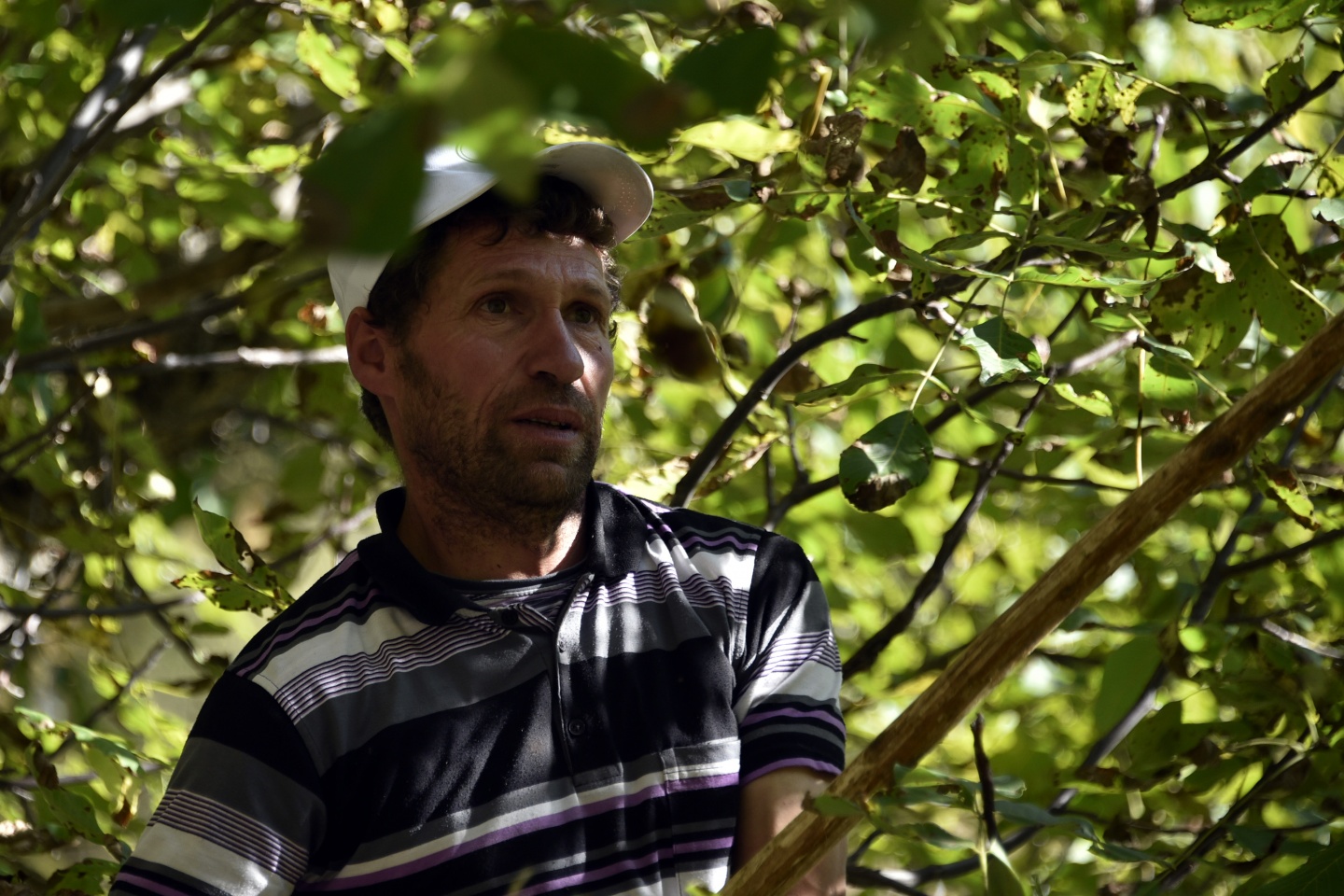 Gümüşhane’de ceviz hasadı tamamlanmak üzere 1