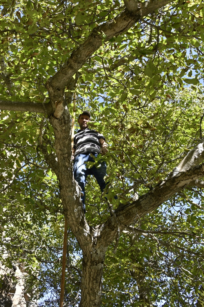 Gümüşhane’de ceviz hasadı tamamlanmak üzere 6