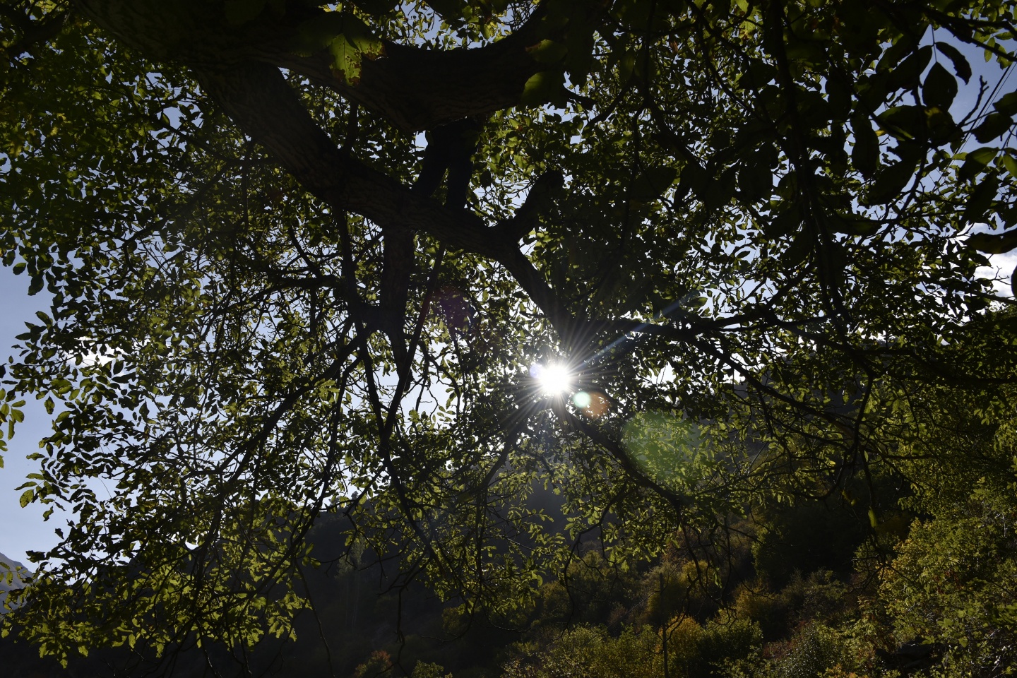 Gümüşhane’de ceviz hasadı tamamlanmak üzere 14