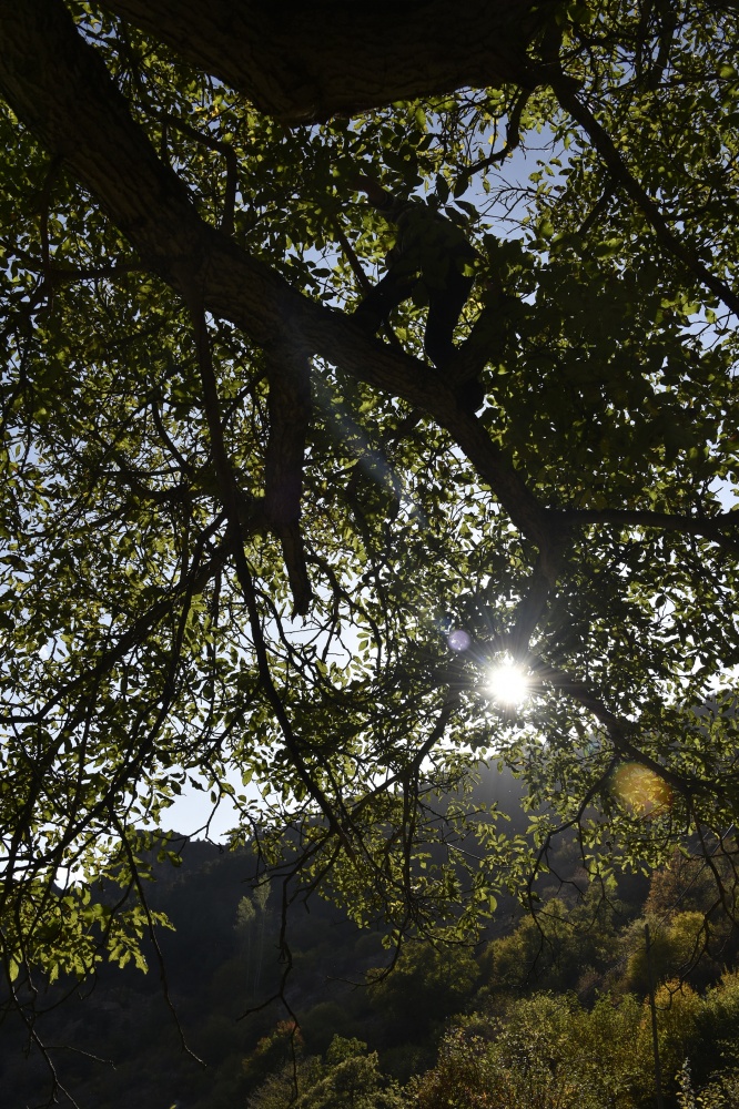 Gümüşhane’de ceviz hasadı tamamlanmak üzere 8