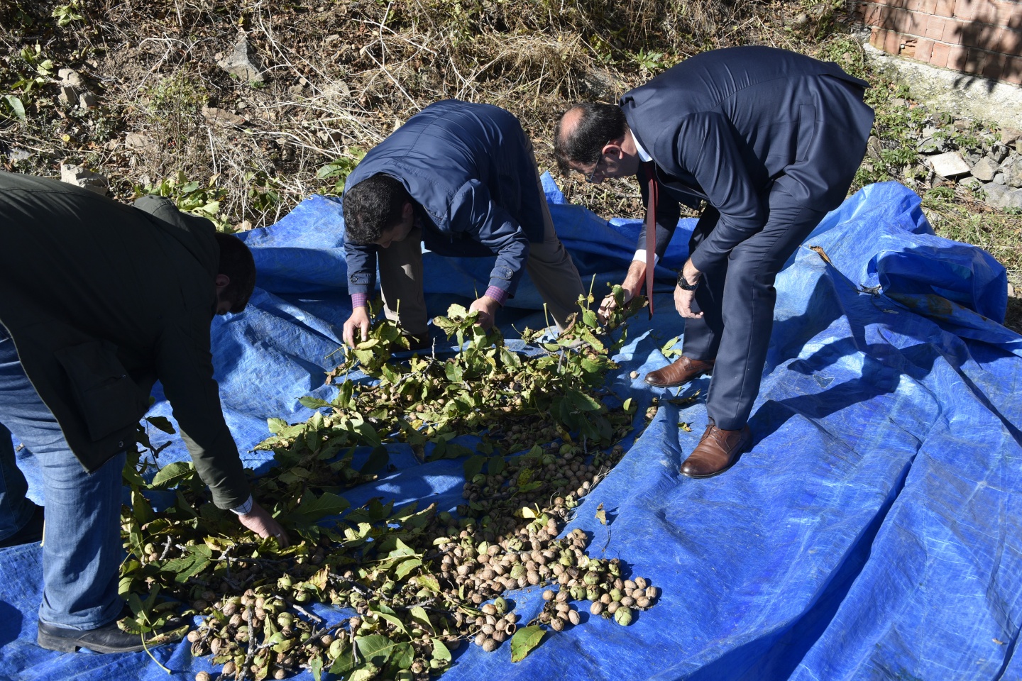 Gümüşhane’de ceviz hasadı tamamlanmak üzere 9